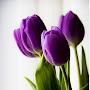 @purpletulip1688