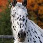 @aerotheappaloosa2510