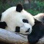 Sleepy 12ft Panda