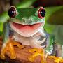 treefrog4321