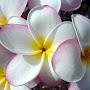 @ahlemmeziane3181