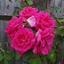 @mehjabeensyed1084