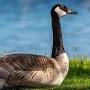 Goose with wifi