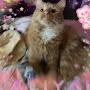 @coppercat007
