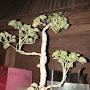 @gubukbonsai9022