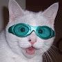 @sirmeowcelot