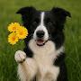 @BorderCollieTales