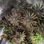 @greenthumbgardening3995