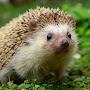 @hedgehog_ezhovich5101