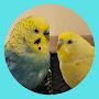 @BudgieThoughts