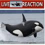 Live Orca Reaction