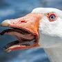 Feral Goose