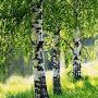 @Победа-я2в5ч