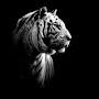 @hosseinhabibi1991
