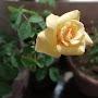 @gardeningwithgaurav1756