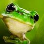 frog_gel