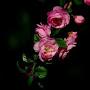 @Rahmath_Poovancheril