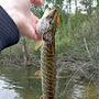 @Perchfishing