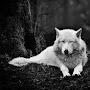 @juansebastianvivaspenaloza4164