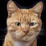 @Oleg271950