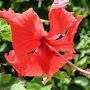 @Hibiscus77-m5p