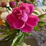 @hildegardlundie6819