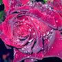 @RASHEL1268