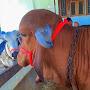 @lakshmangujjar5543