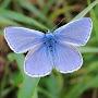 Periwinkle Butterfly