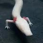 @transnewt