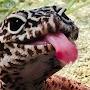 @discogecko1875
