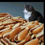 Hot dog Cat