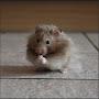 @HectorandAmbrosemyhamsters