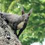 @Bukhansan-Squirrel