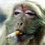 @s-monkey