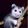 @prancingpossums1316