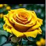 @BDfunnyman29