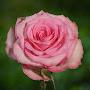 @PinkRoseRussia