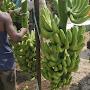 @u.k.agriculturist8262