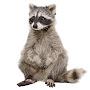 Raccoon