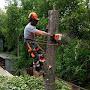 @Tree-service161