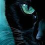 @Cat0001