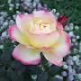 @rose-sy2mg3kq1t