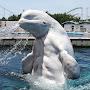 @300lbWhale
