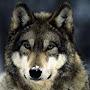 @g-wolf9445