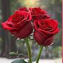 @jannu_2009