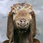 @happygoatclips