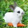 Rabbits Kaninchen خرگوشها