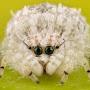 FluffySpider