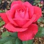 @Song-vd9qk